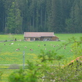 2006 05-Driving Through Switzerland Farm